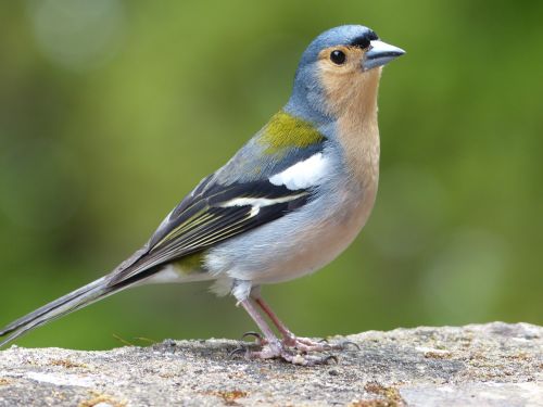 bird madeira ile