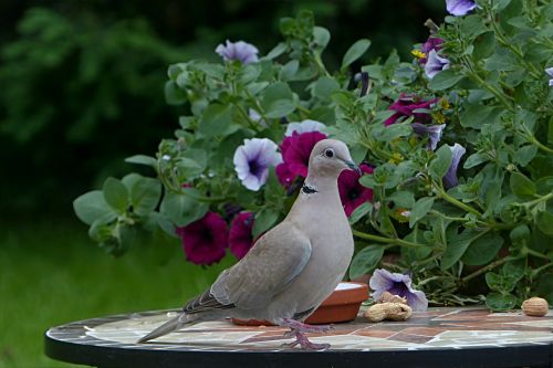 bird dove collared