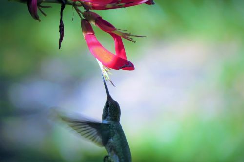 bird hummingbird red flower