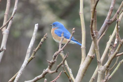 bird blue nature