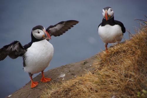 bird puffin iceland