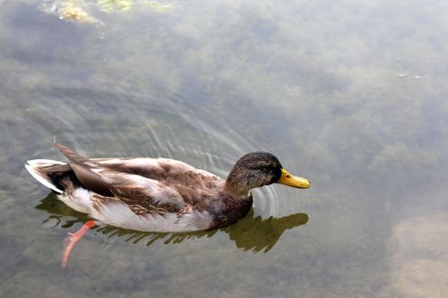 bird mallard duck wild birds