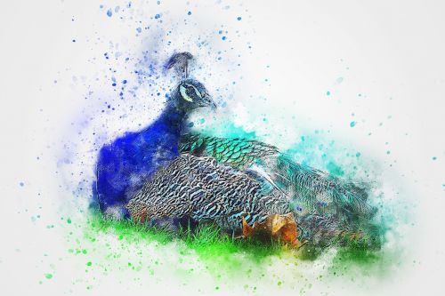 bird peacock animal