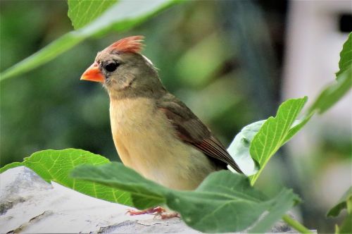 bird colorful wildlife