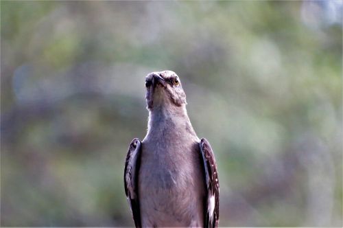 bird mocking bird songbird