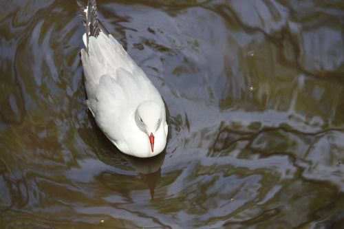 bird water natural