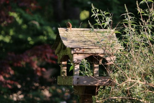 bird birdhouse backyard