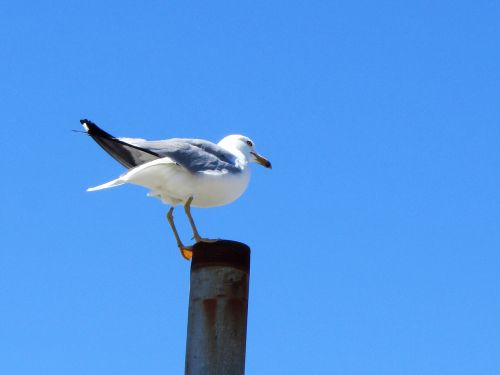 bird seagull blue sky