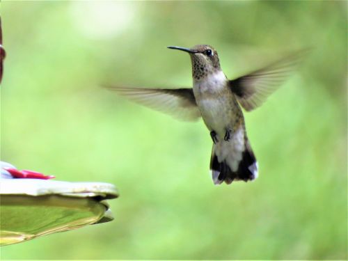 bird in flight close up