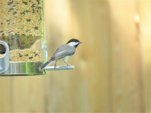 bird tiny chickadee