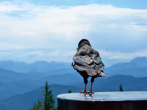 bird landscape sky