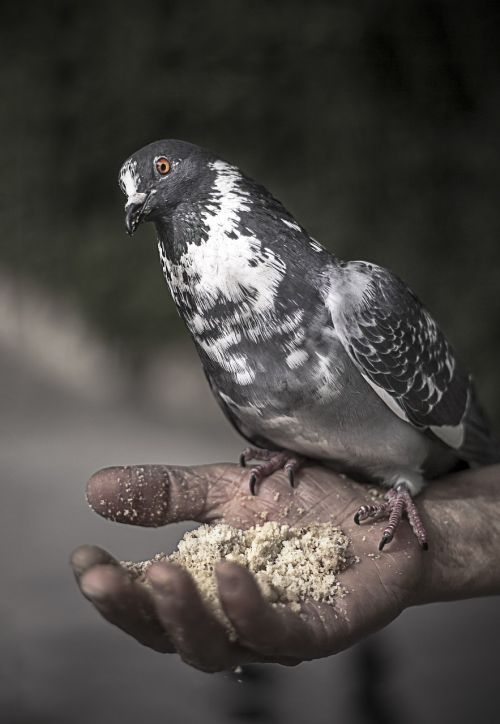 bird wing pigeon