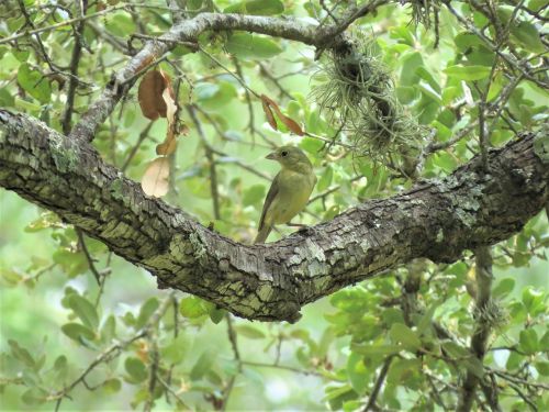 bird tree yellow