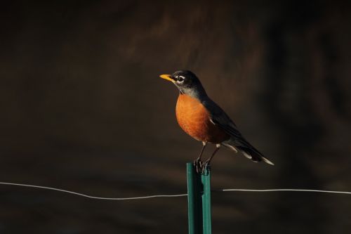 bird beak feather