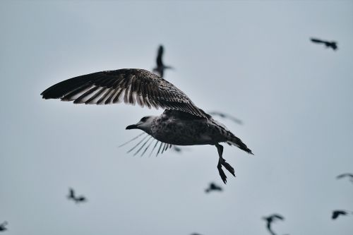 bird beak feather