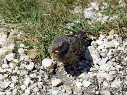 bird the sparrow little bird