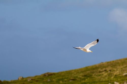 bird seagull shore