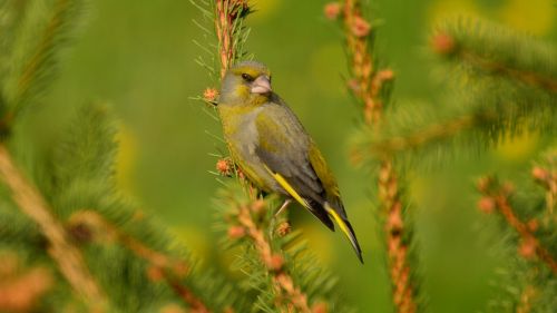 bird spruce poland