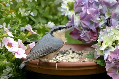 bird kleiber sitta europaea