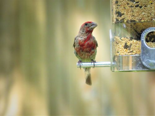 bird young colorful