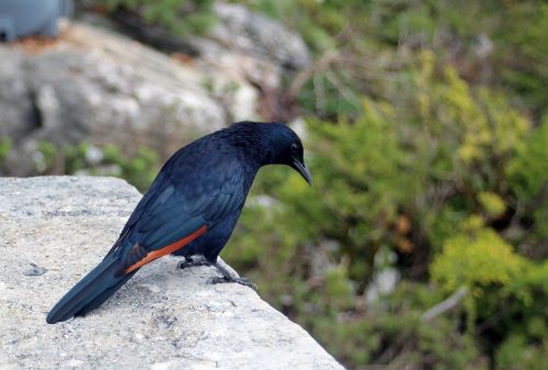 bird black plumage