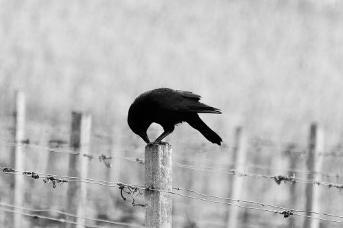 bird animal fence