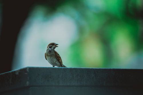 bird animal bokeh