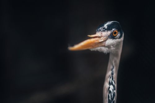 bird beak feather