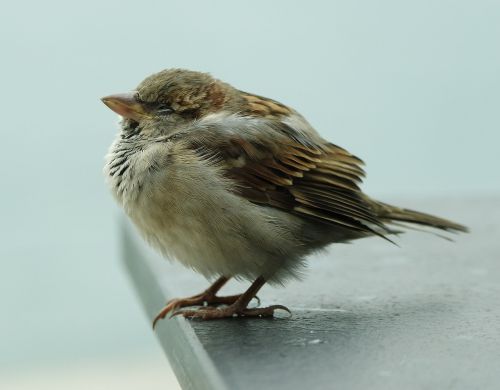 bird beak feather