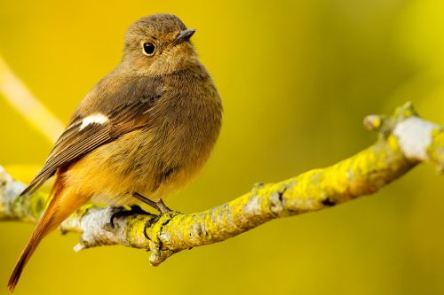 bird wings beak