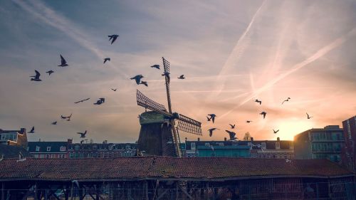 bird sunset windmill