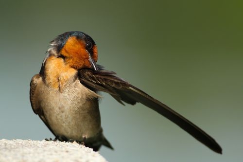 bird wings beak