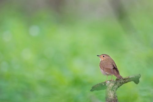 bird animal branch