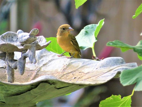 bird yellow tan