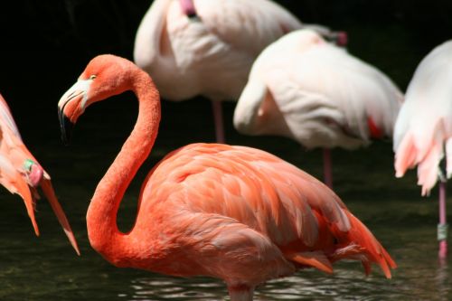 bird flamingo pink