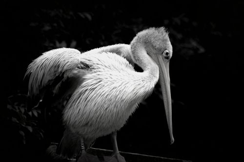 bird pelican zoo
