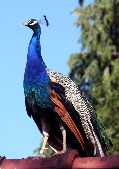 bird peacock feathers