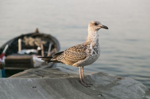 bird seagull animal