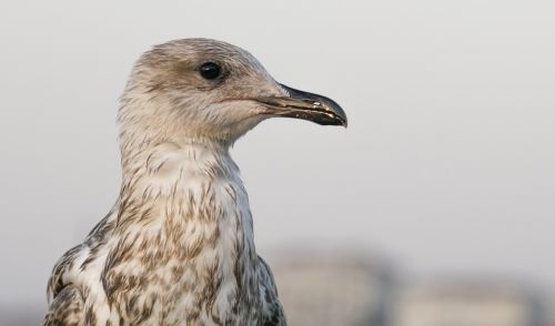 bird seagull animal