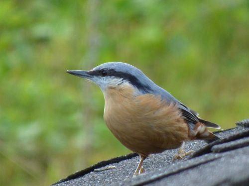 bird kleiber foraging