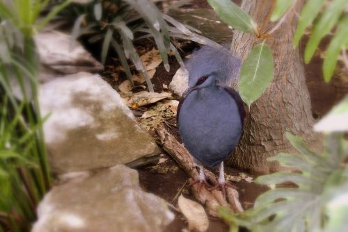 bird nature songbird