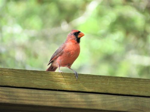 bird redbird wild