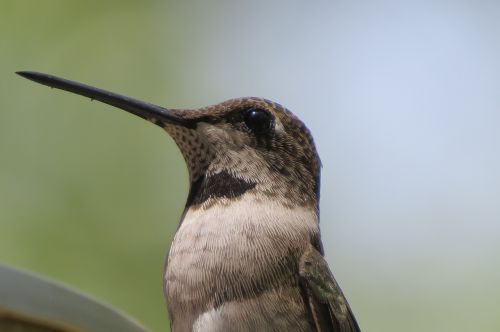 bird hummingbird close up