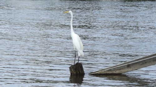 bird great white egret lake