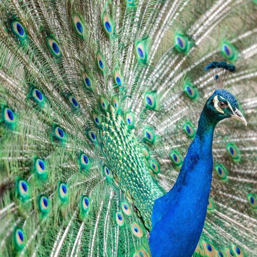 bird peacock animal