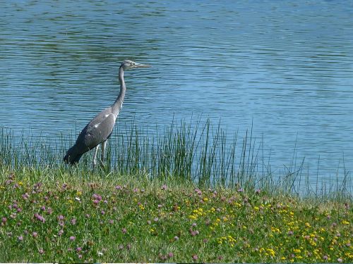 bird migration animals