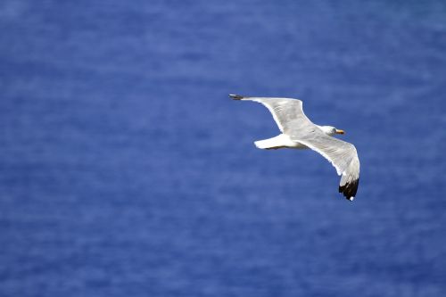 bird seagull fly