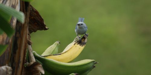 bird banana nature