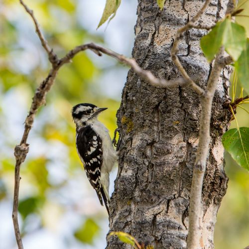 bird woodpecker forest