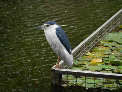 bird water park